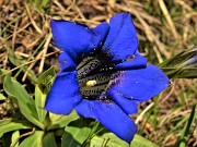 22 Gentiana clusii (Genziana di Clusius)